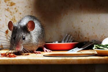 Rat, Mice and Rodent Control Services